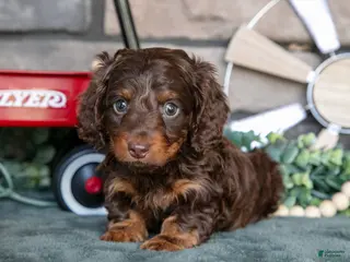 Miniature Dachshund dogs for sale: Juliana - Ad 3