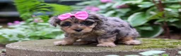 Yorkiepoo dogs for sale: Roxann - Ad 4