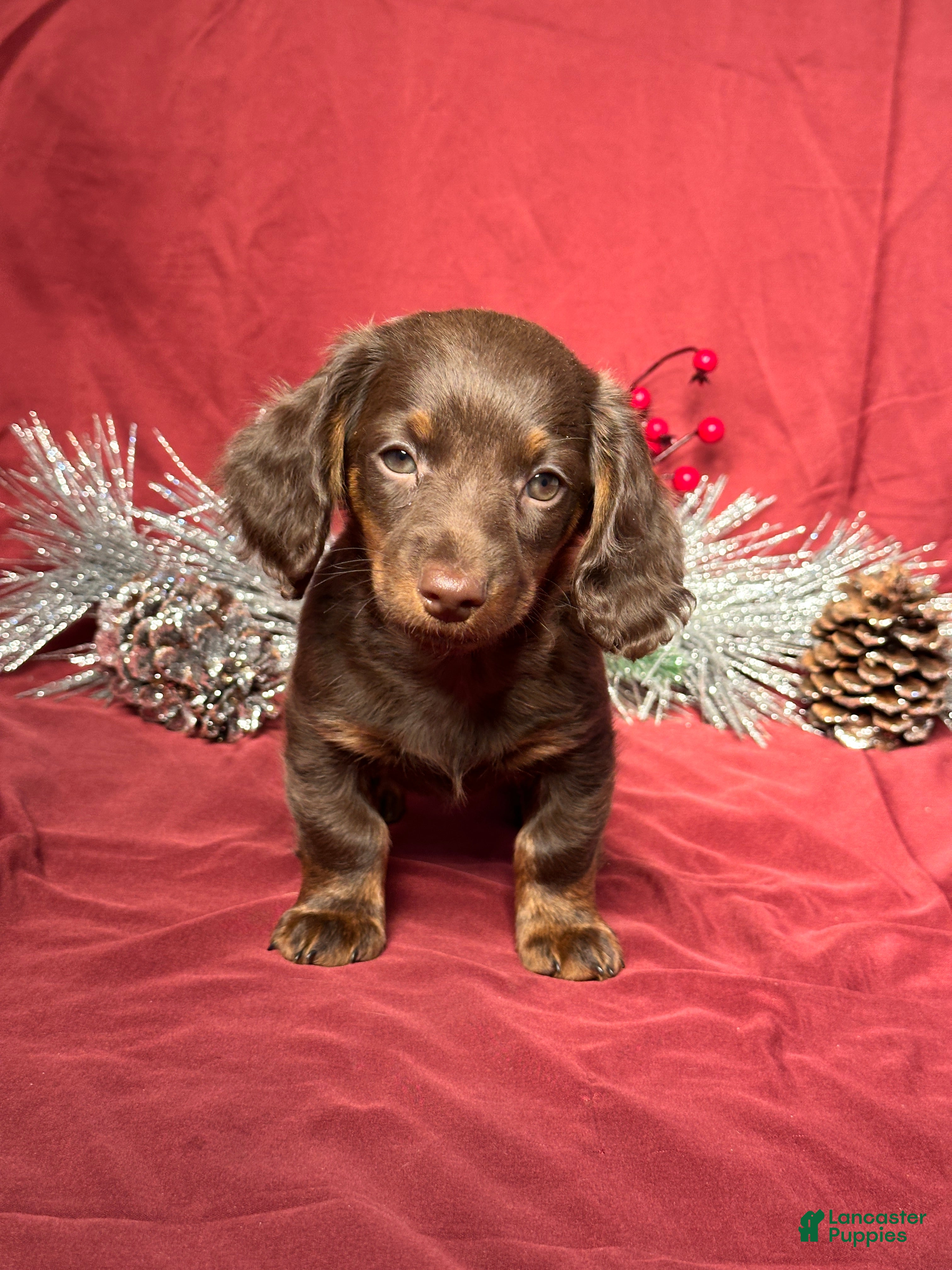 Miniature Dachshund dogs Alex - Ad 16