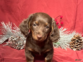 Miniature Dachshund dogs Alex - Ad 16