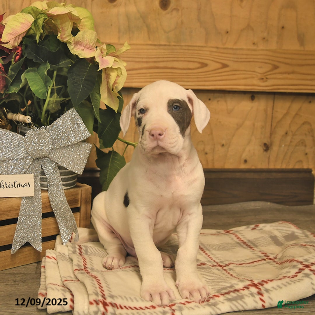 Great Dane dogs for sale: Ace  - Ad 2