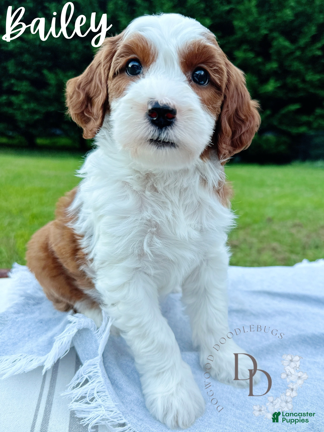 Mini Goldendoodle dogs for sale: Bailey  - Ad 1
