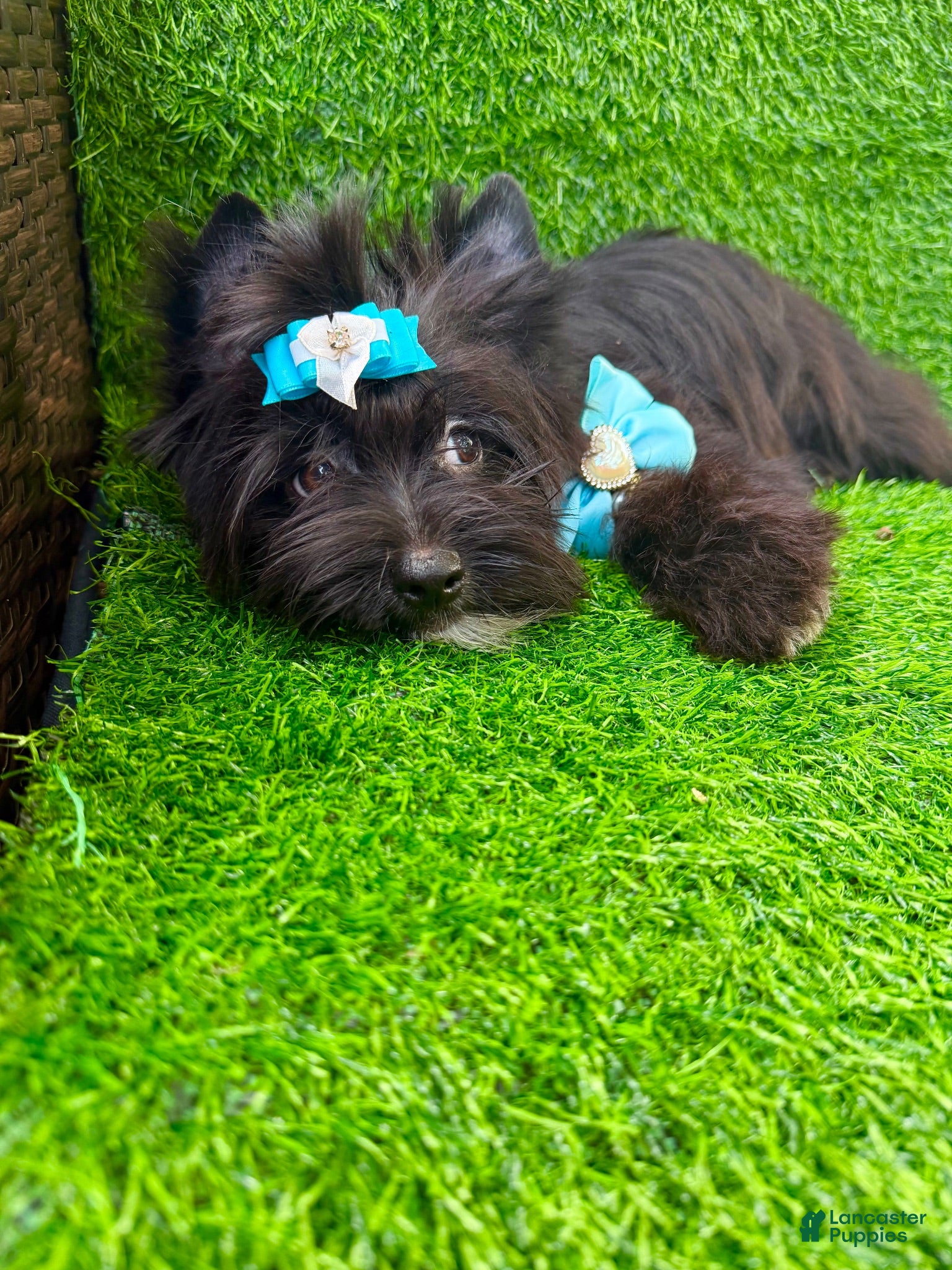 Yorkshire Terrier dogs Black male  - Ad 29