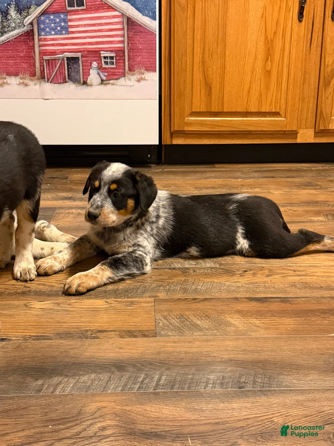 Australian Cattle Dog dogs for sale: Tommy - Ad 4