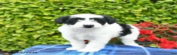 Yorkiepoo dogs for sale: Rose  - Ad 4