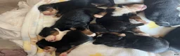 Bernese Mountain Dog dogs for sale: Dark Pink Female - Ad 4