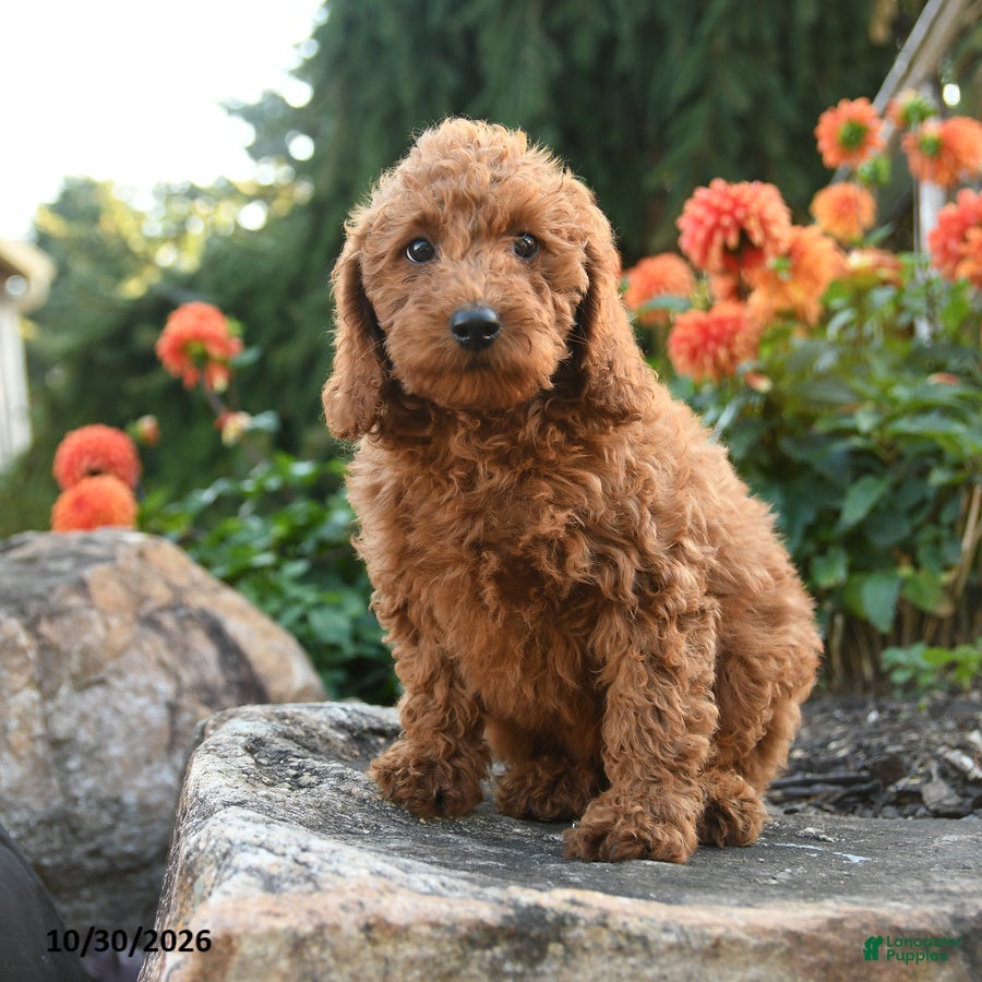 Mini Goldendoodle dogs for sale: Lydia - Ad 1