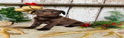 Labrador Retriever dogs for sale: Joy - Ad 6