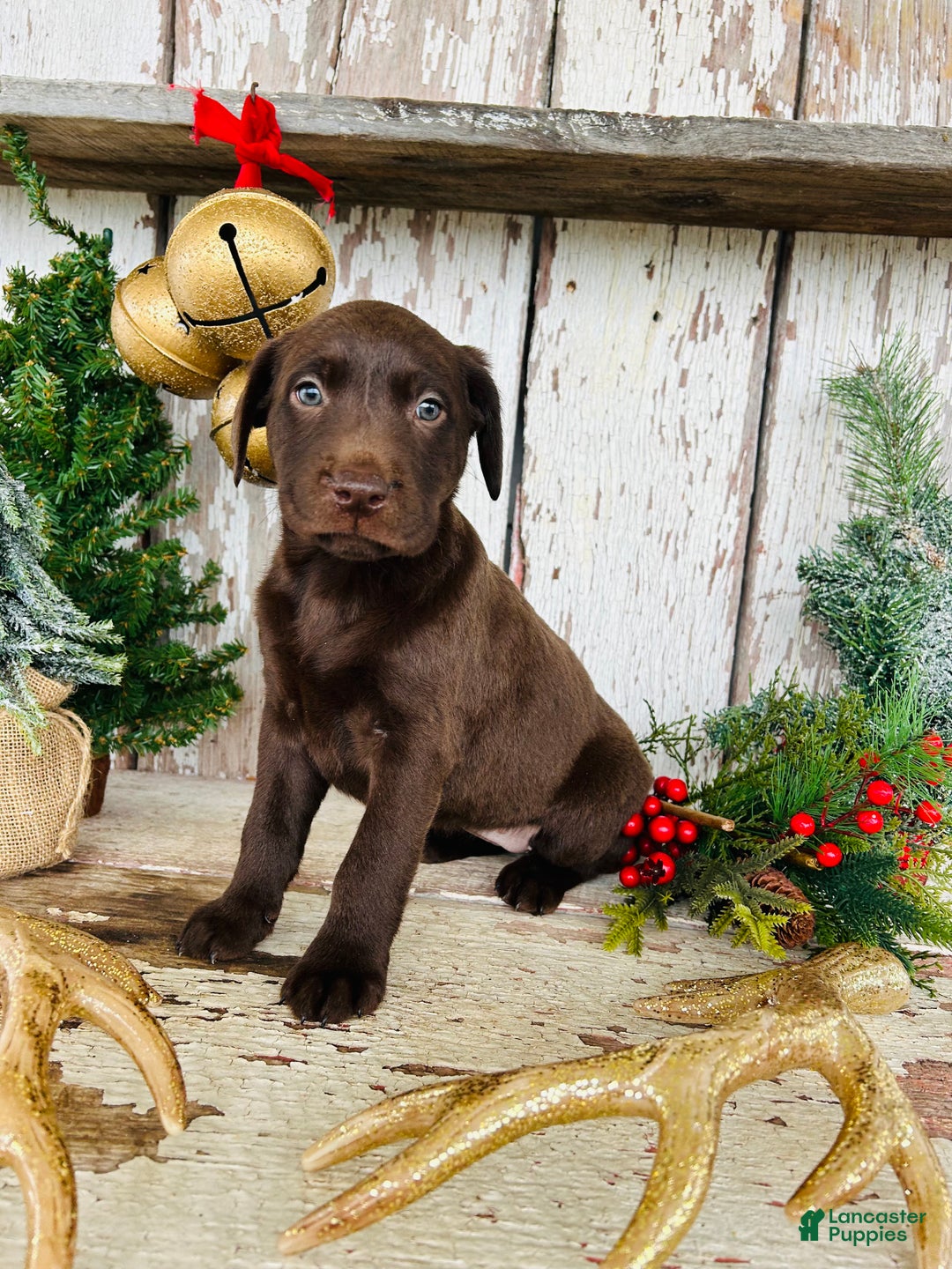 Labrador Retriever dogs for sale: Joy - Ad 6
