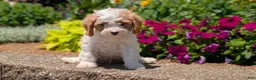 Cavapoo dogs for sale: Russ - Ad 3