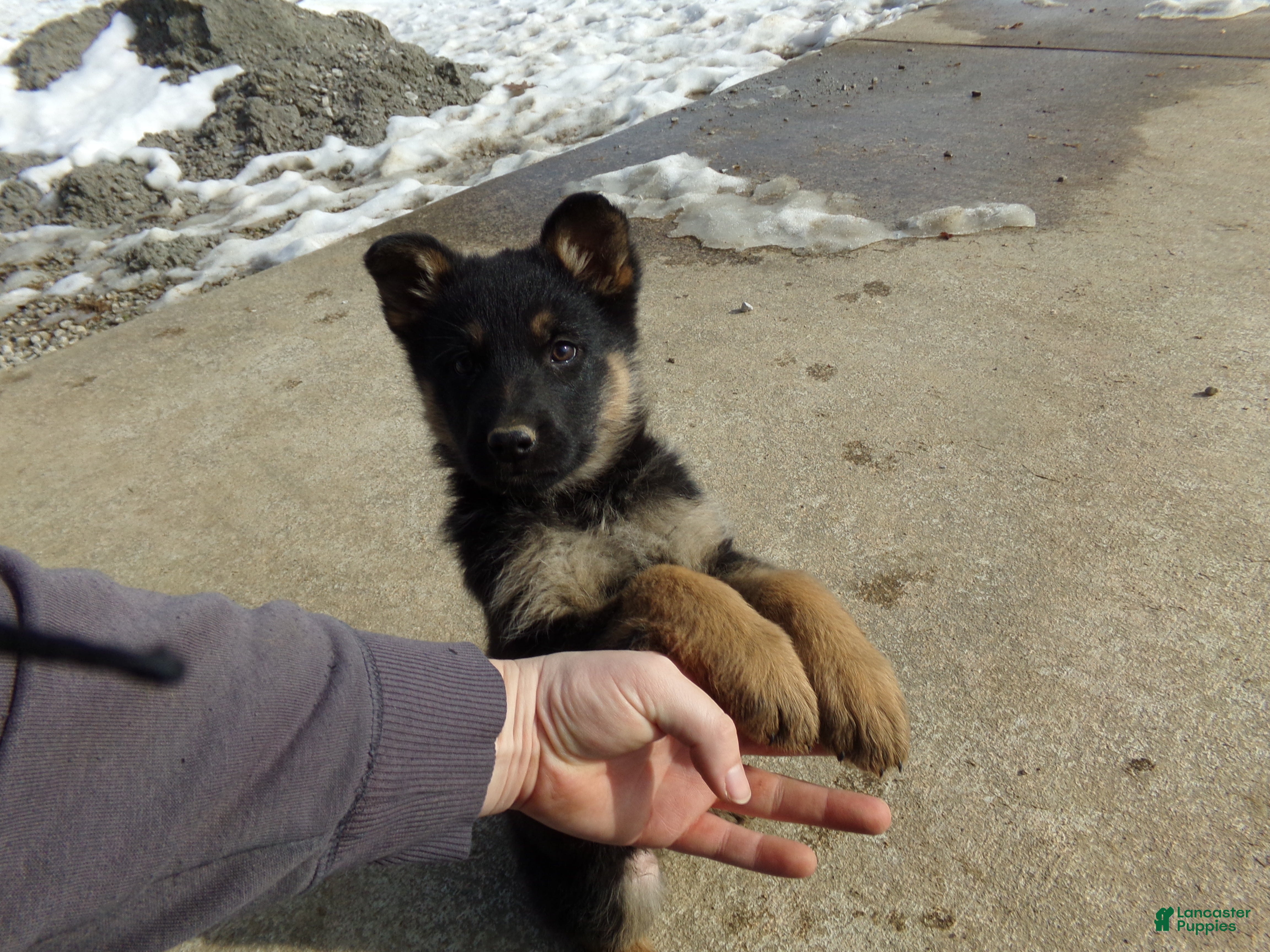 German Shepherd dogs Chloe - Ad 2