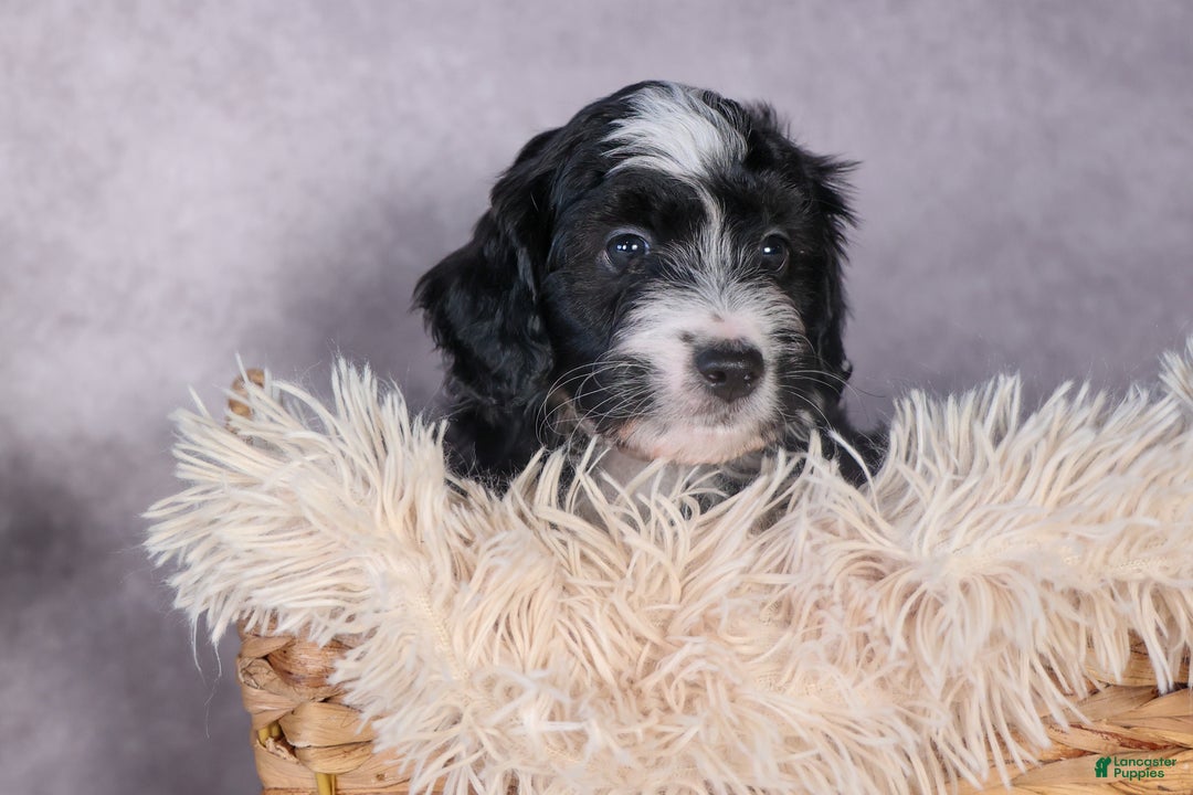 Mini Aussiedoodle dogs for sale: Payday - Ad 6