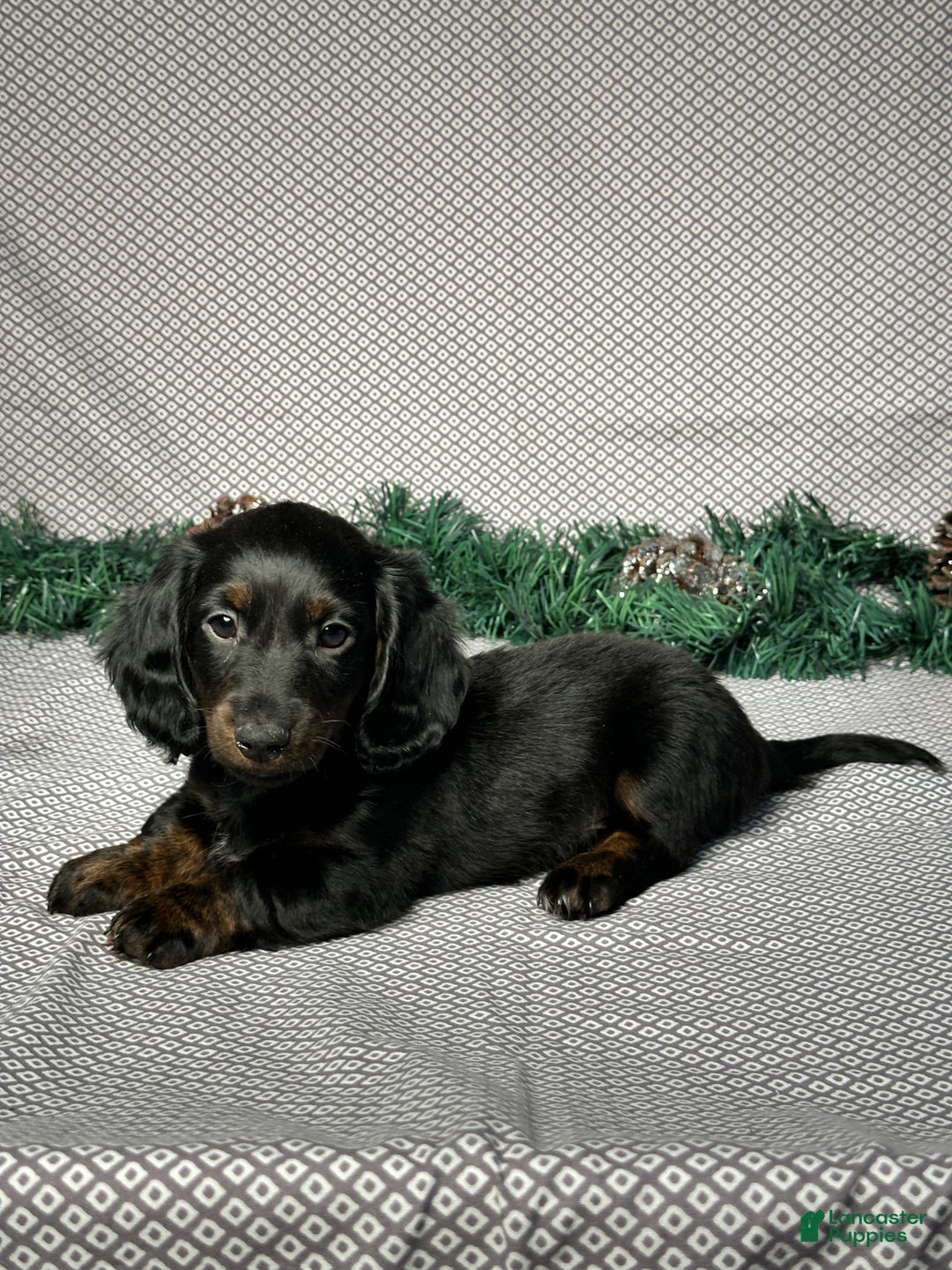 Miniature Dachshund dogs for sale: Travis - Ad 5