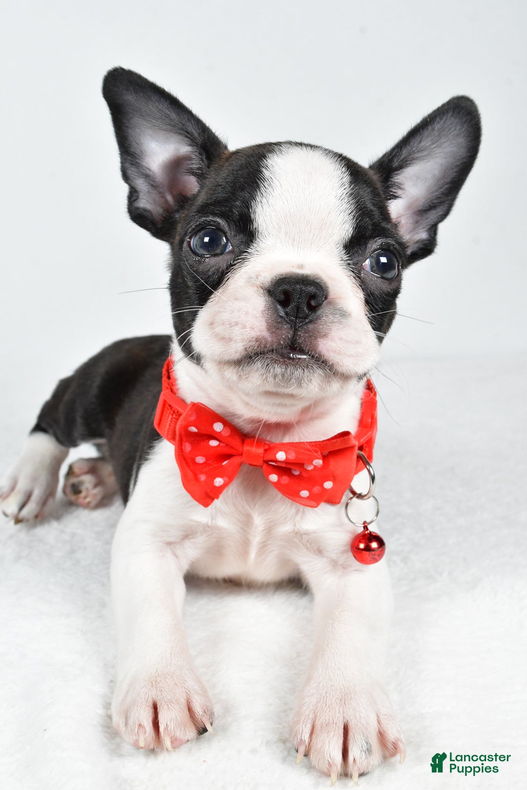 Boston Terrier dogs for sale: Wilson - Ad 4