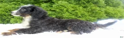 Bernedoodle dogs for sale: Buddy - Ad 5