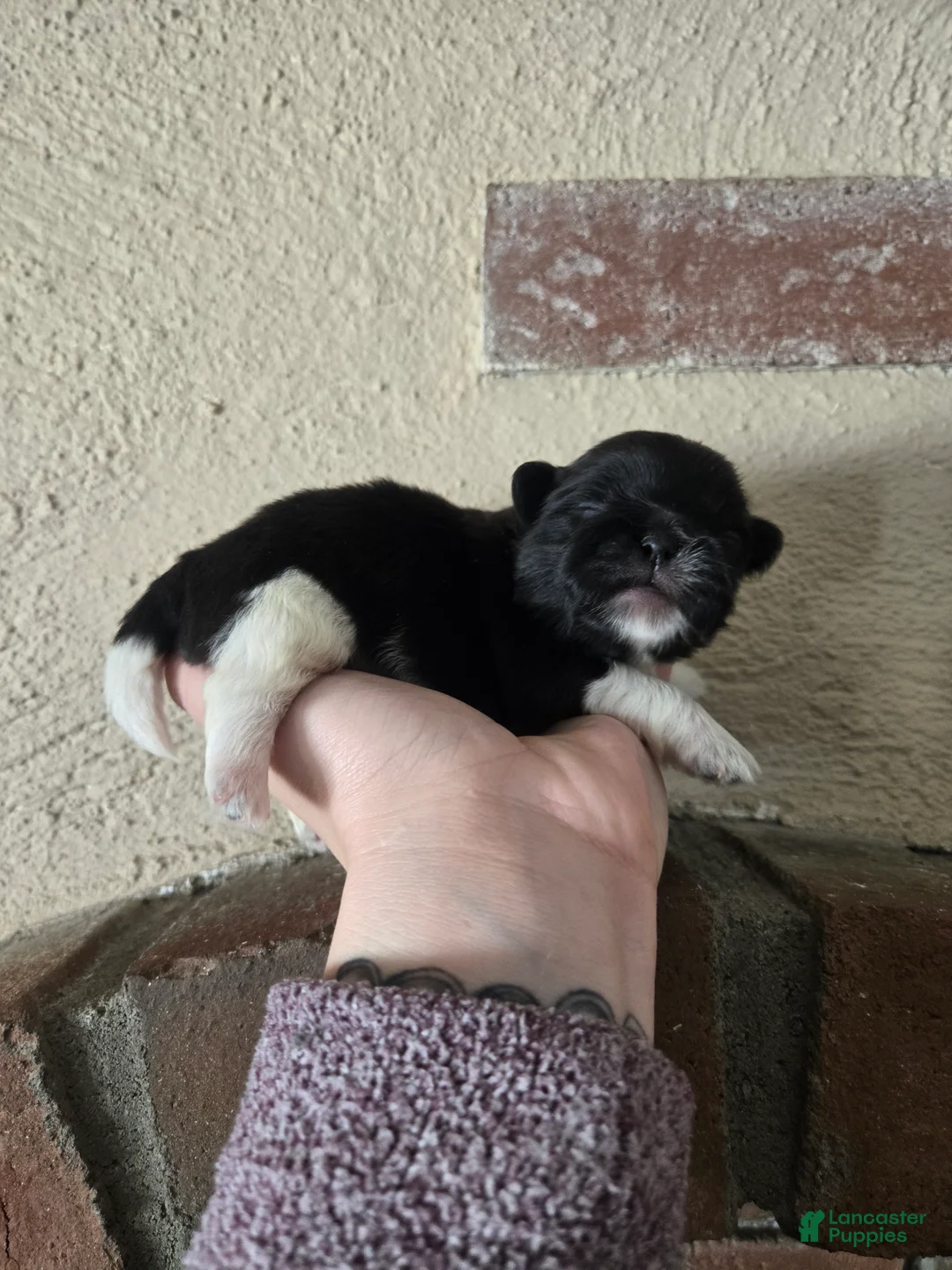 Pekingese dogs for sale: Picasso - Ad 1