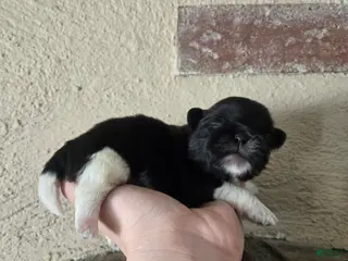 Pekingese dogs Picasso - Ad 7