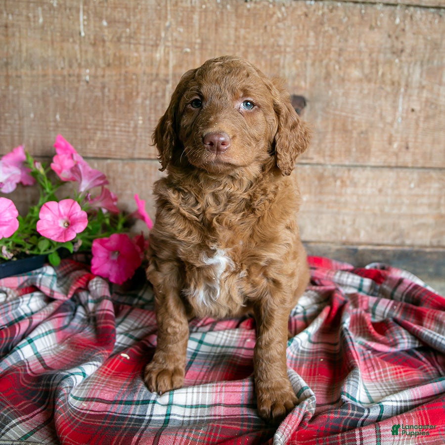 Goldendoodle dogs for sale: Jema - Ad 1