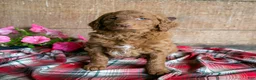 Goldendoodle dogs for sale: Jema - Ad 1