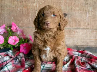 Goldendoodle dogs for sale: Jema - Ad 1