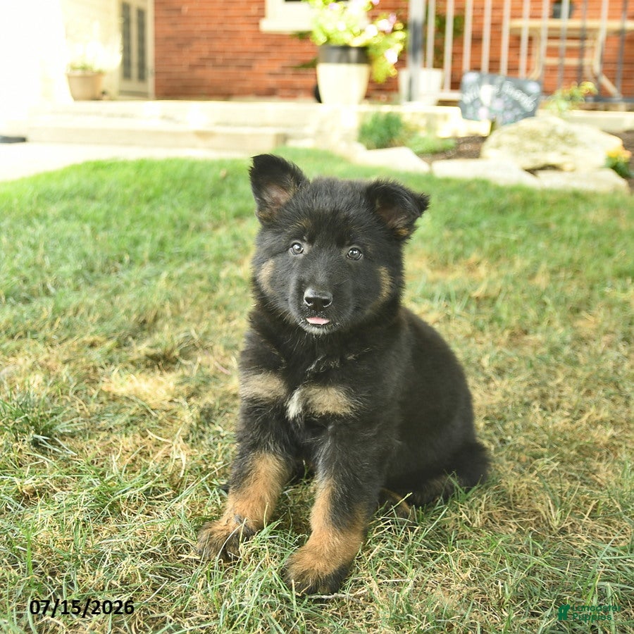 German Shepherd dogs Tessa  - Ad 2