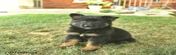 German Shepherd dogs for sale: Tessa  - Ad 2