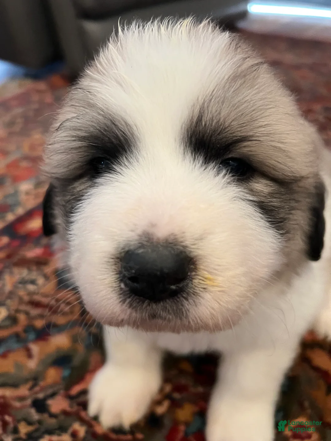 Great Pyrenees dogs for sale: Great Pyrenees Puppy 3 - Ad 1