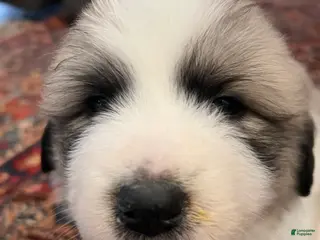 Great Pyrenees dogs Great Pyrenees Puppy 3 - Ad 24