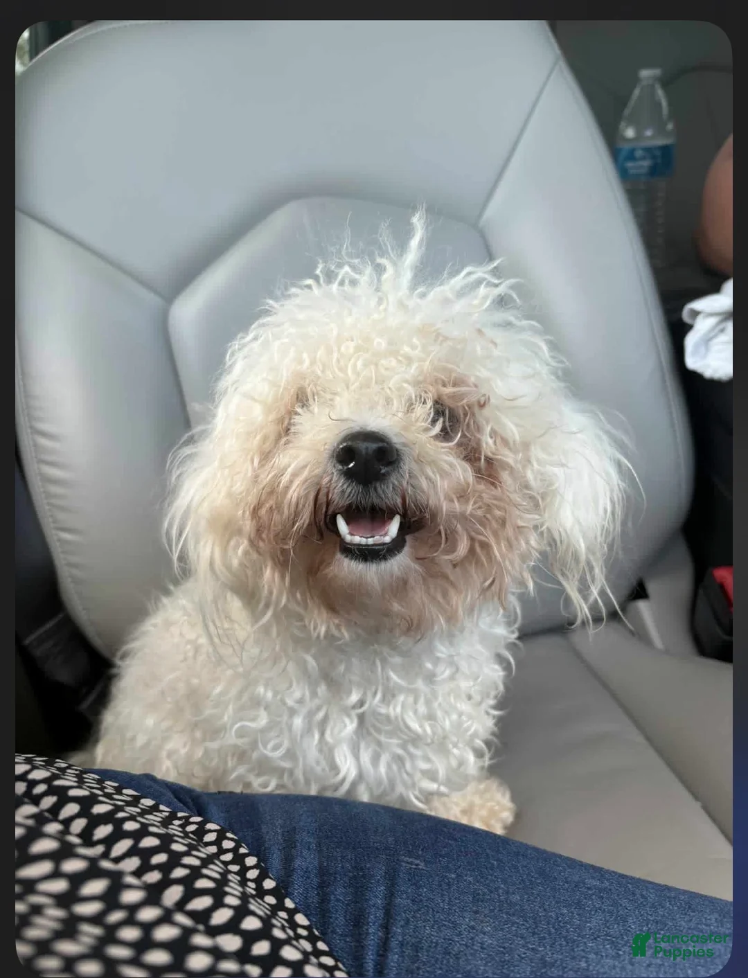 Maltipoo dogs for sale: Maltipoo 2 - Ad 2