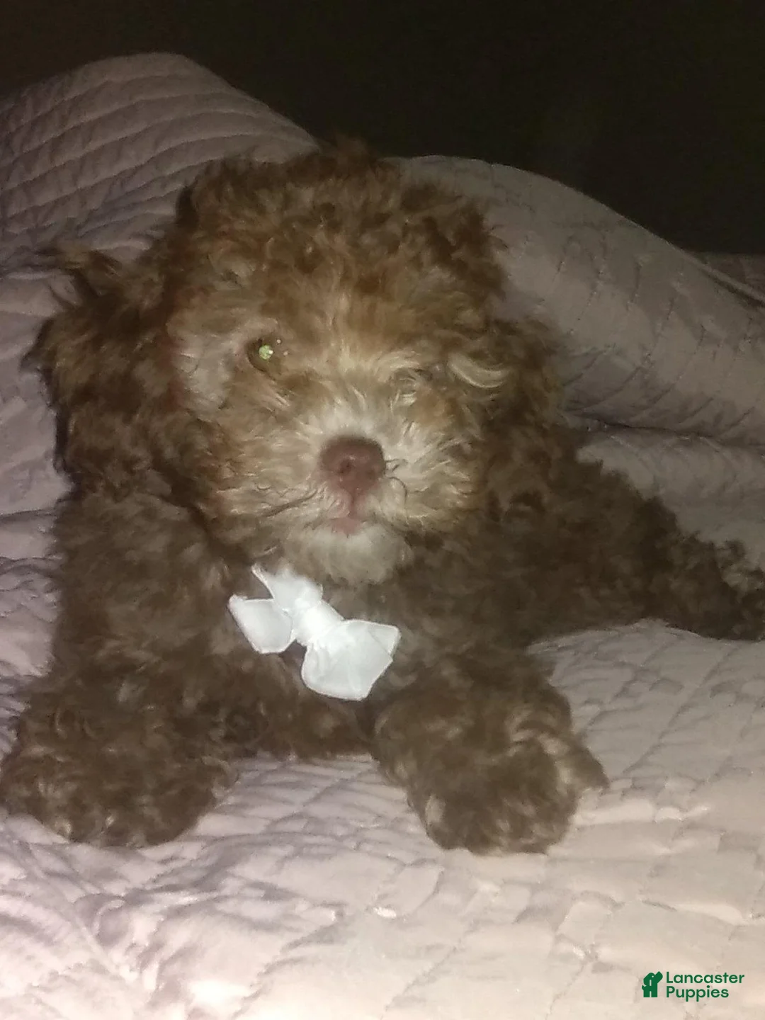 Miniature Poodle dogs for sale: Peanut - Ad 7