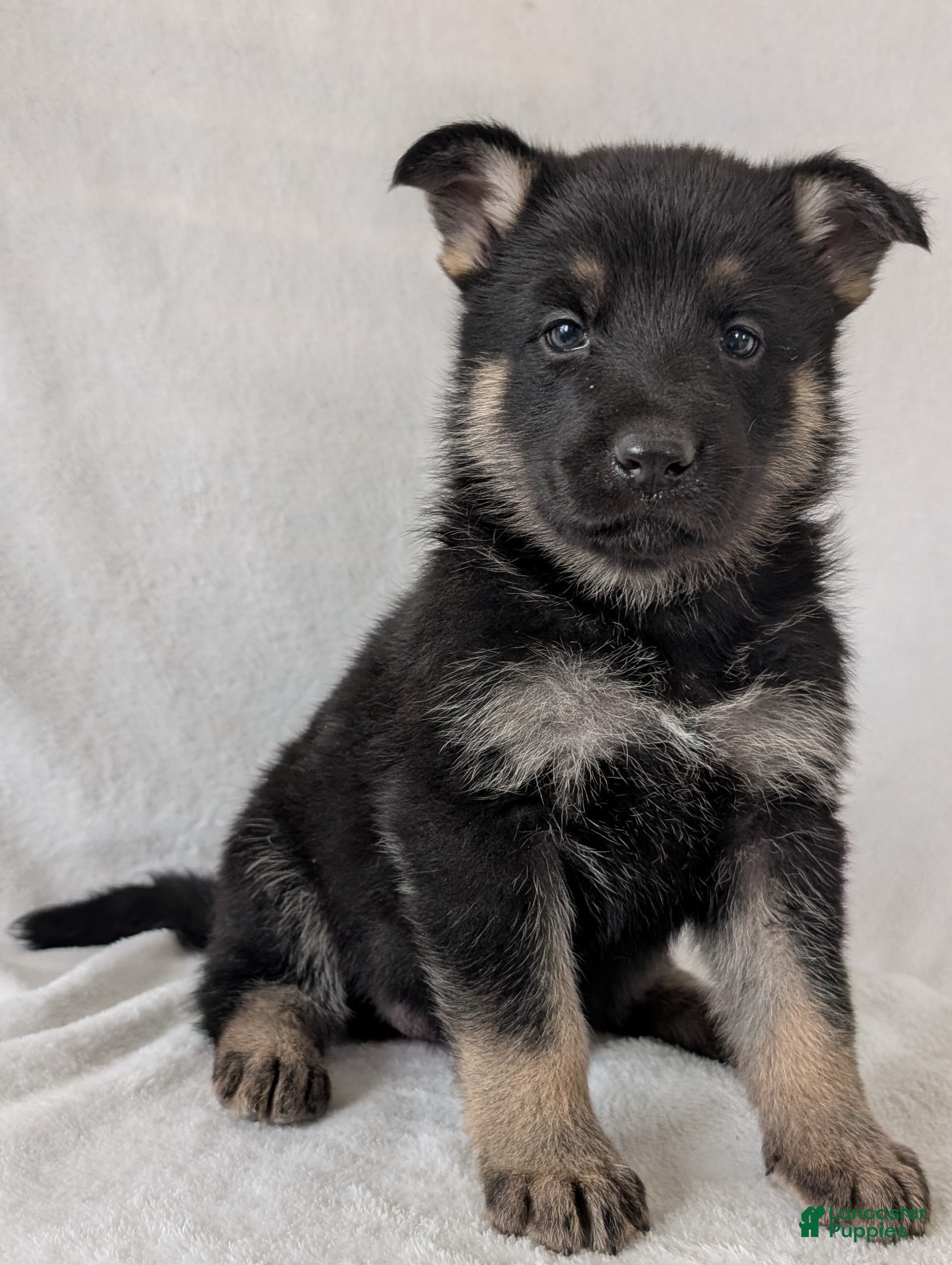 German Shepherd dogs Raina - Ad 1