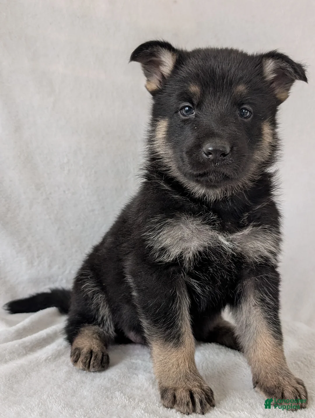 German Shepherd dogs for sale: Raina - Ad 1