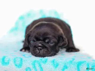 Pug dogs Lawson - Ad 37