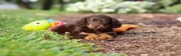 Miniature Dachshund dogs for sale: Zoey - Ad 5