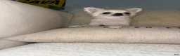 Chihuahua dogs for sale:  Puppy 2 - Ad 6