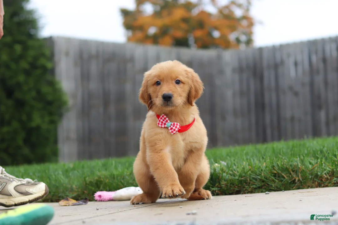 Golden Retriever dogs for sale: Maverick — Your New Golden Best Friend! 🐾 - Ad 1
