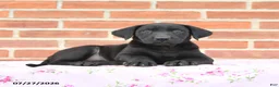 Labrador Retriever dogs for sale: Plum - Ad 3