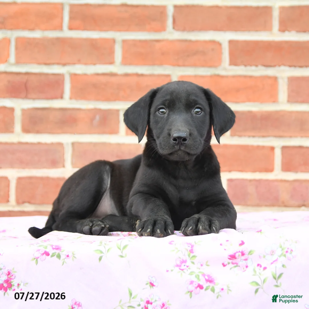 Labrador Retriever dogs for sale: Plum - Ad 3