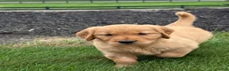 Golden Retriever dogs for sale: Zena - Ad 5