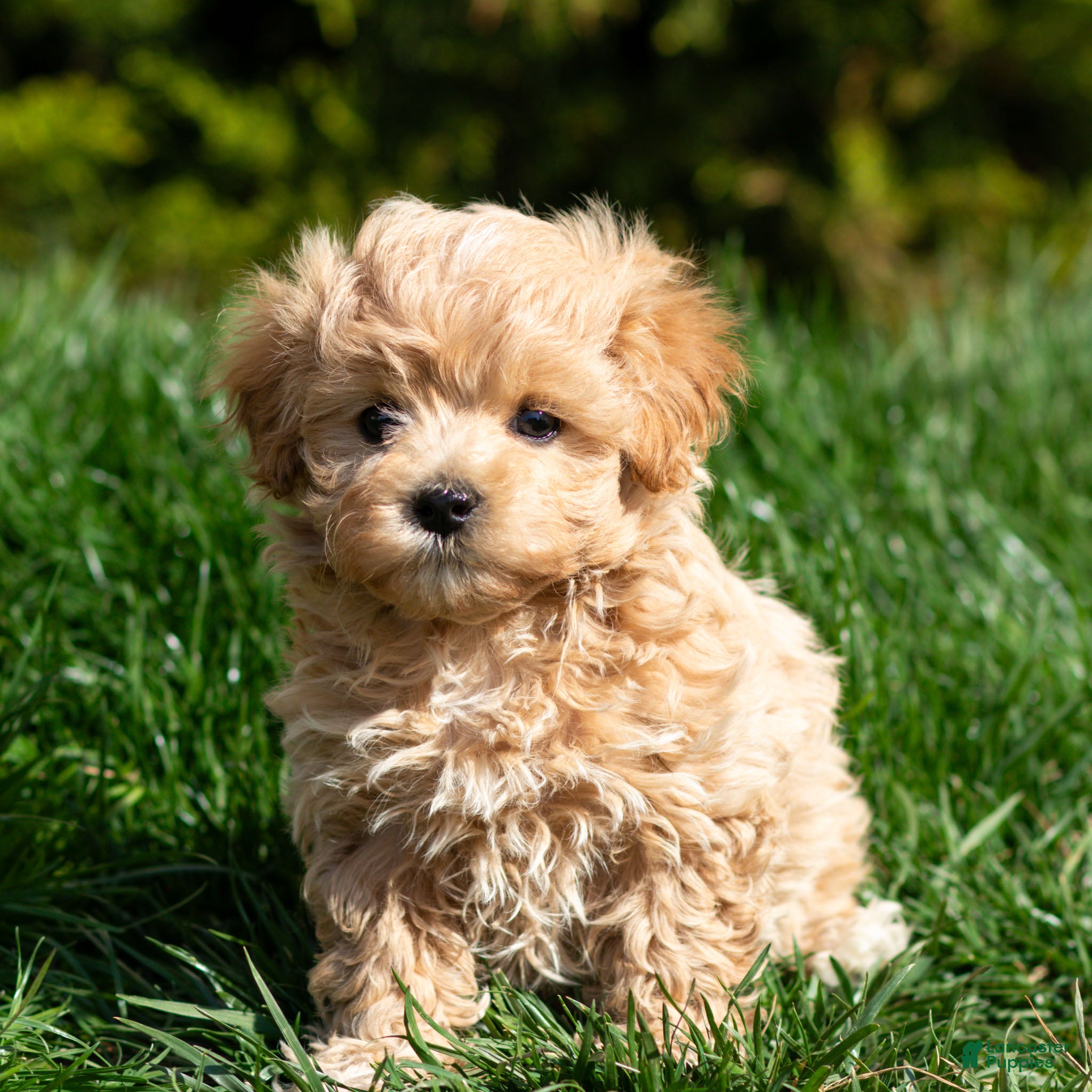 Maltipoo dogs Rusty Maltipoo Puppy  - Ad 2