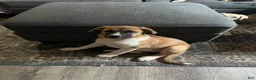 Mixed Breed dogs for sale: Valentine - Ad 2