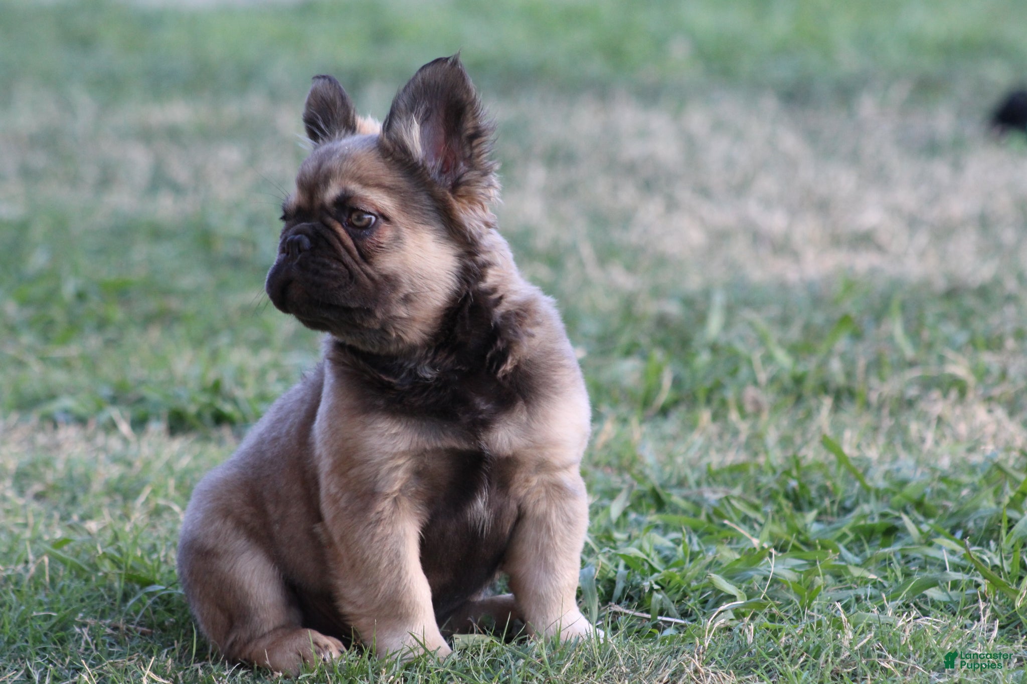 French Bulldog dogs French Bulldog Puppy 1 - Ad 33