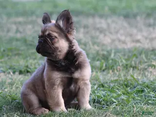 French Bulldog dogs French Bulldog Puppy 1 - Ad 33
