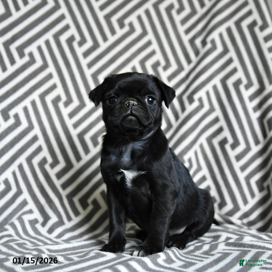 Pug dogs Midnight - Ad 4