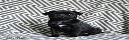 Pug dogs for sale: Midnight - Ad 1