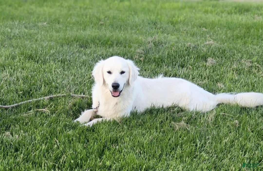 Golden Retriever dogs for sale: Mitchell  - Ad 2