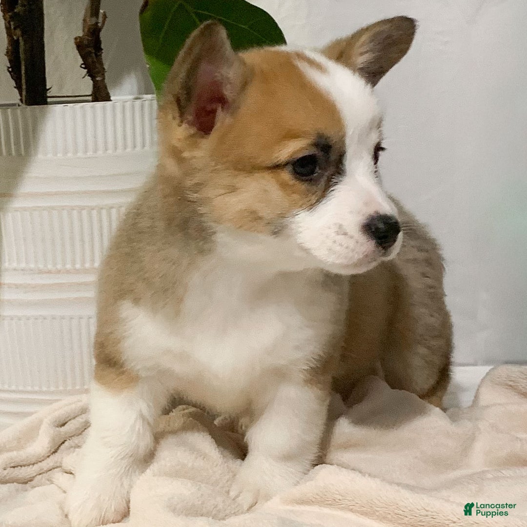 Welsh Corgi Pembroke dogs for sale: Sky - Ad 3