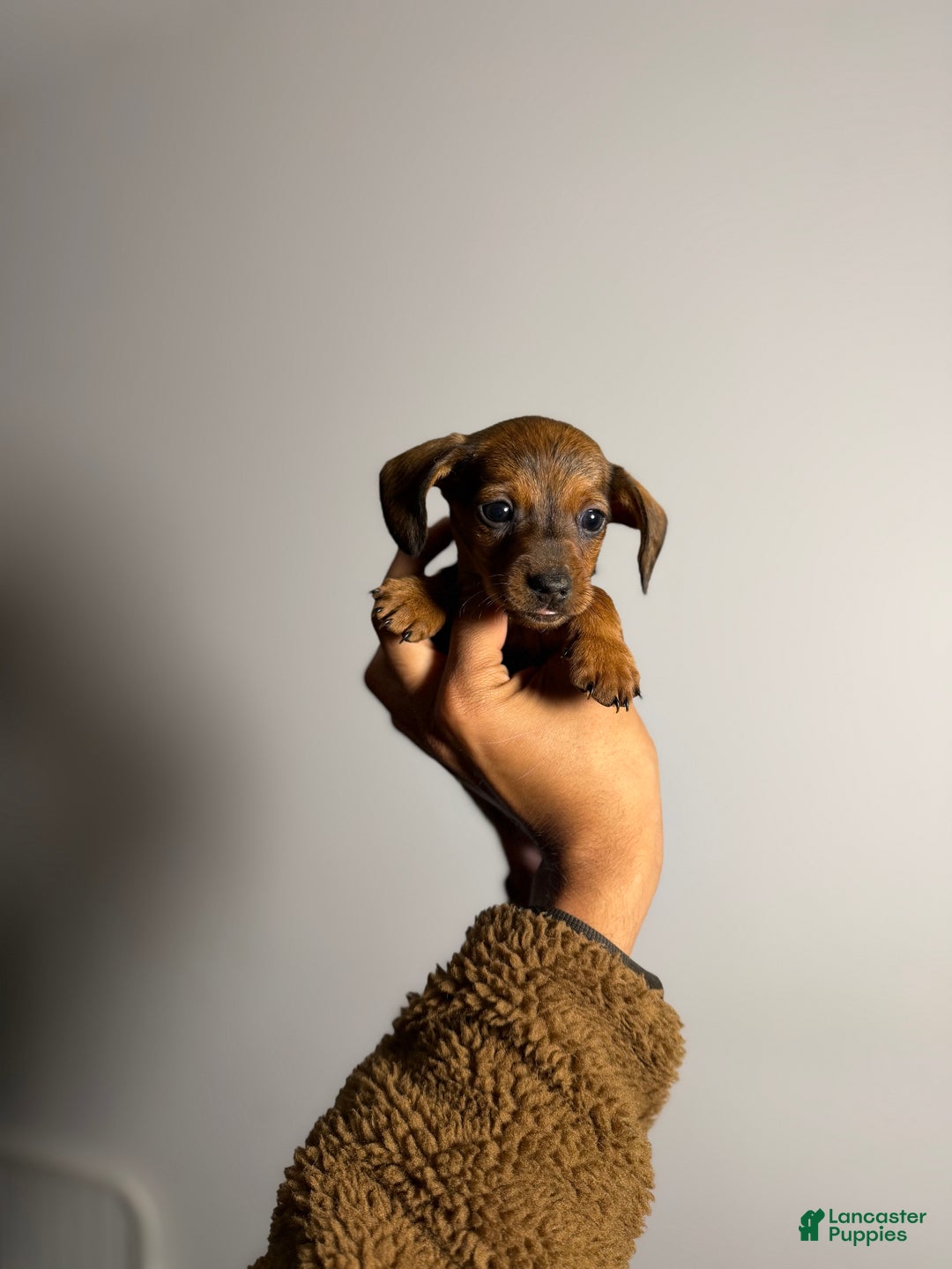 Miniature Dachshund dogs for sale: Dexter - Ad 2