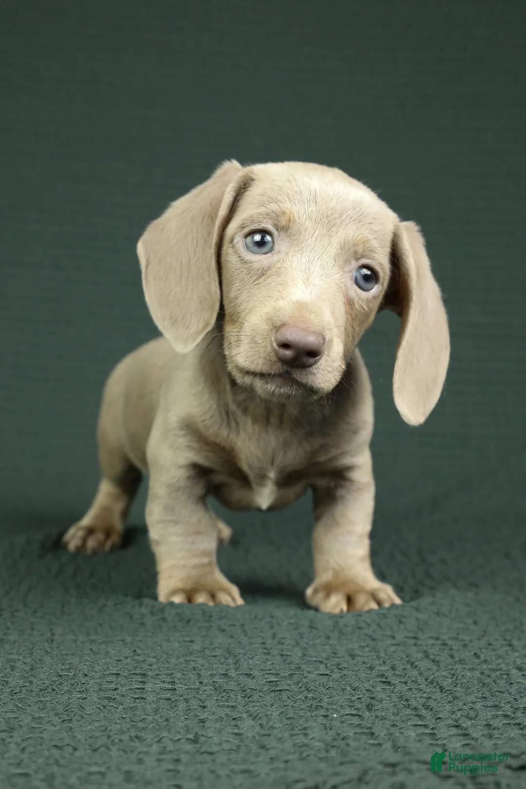 Miniature Dachshund dogs for sale: Knox - Ad 3