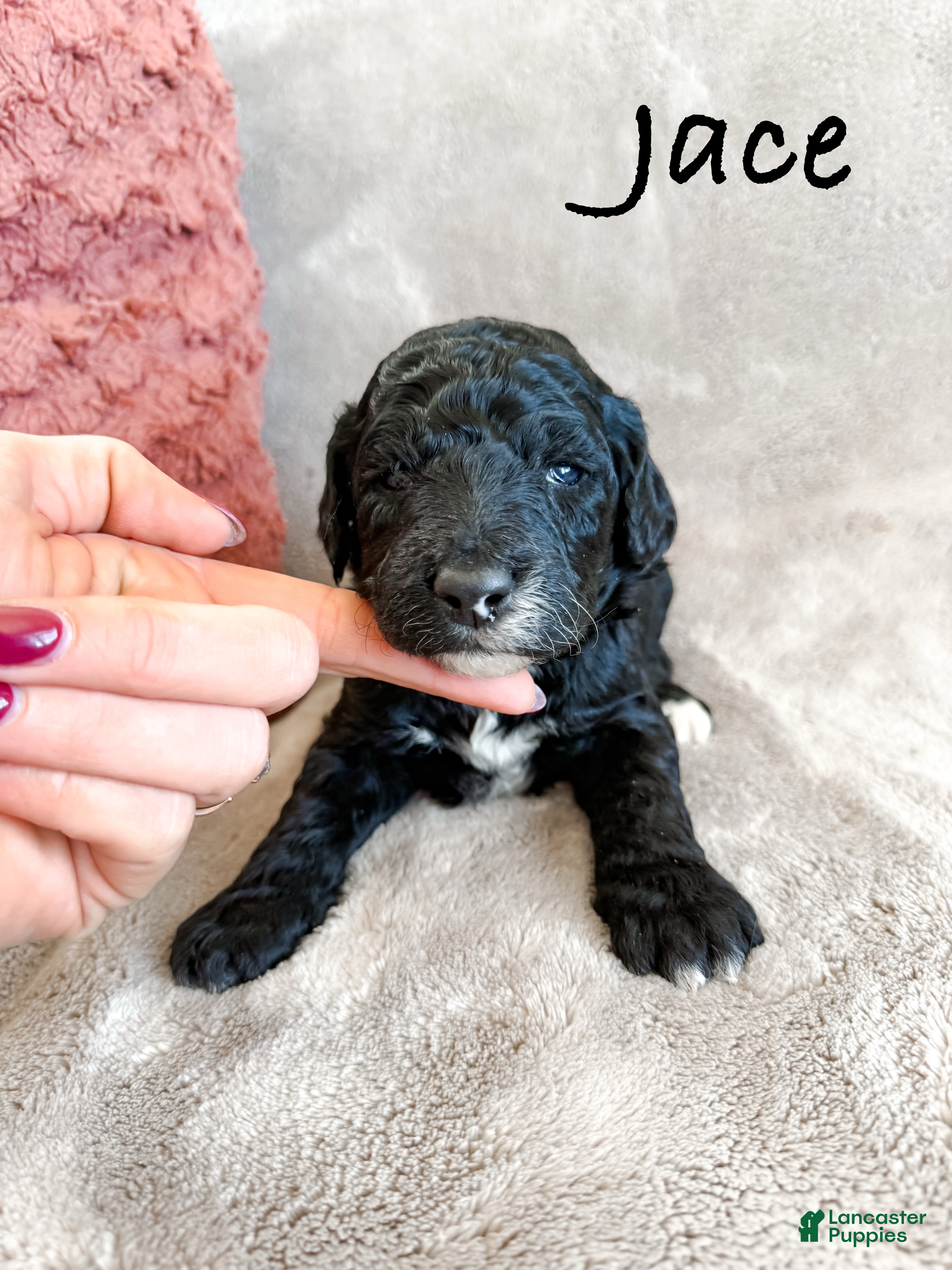 Aussiedoodle dogs Jace - Ad 34